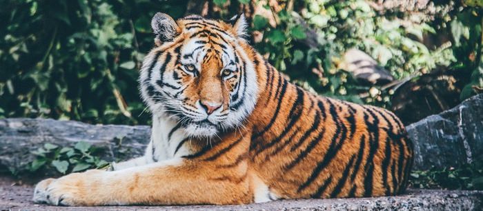 animal facts