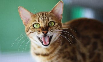 20 Interesting Facts About Cats