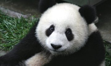 20 Interesting Facts about Pandas